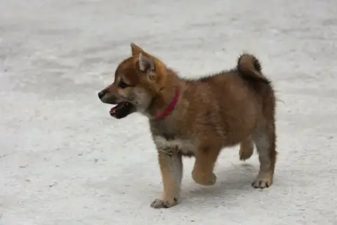 Shiba  Baïko Du Domaine D'Amserpa