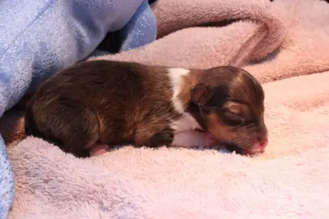 Shetland Sheepdog  Mâle 2 Des Petites Lucioles