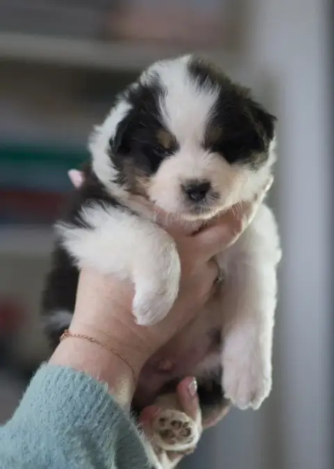 Berger Australien  Chiot 5 Bambi photo 3