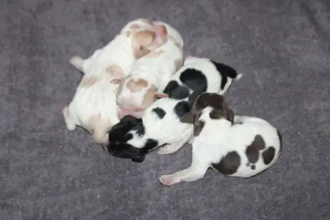 Epagneul Breton  Chiot N°4 De La Vallée De La Py
