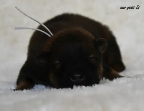 Eurasier  Chiot 7 Des Legendes De Retz