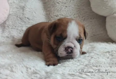 Bulldog Anglais 
                        B Precious B c45dc photo 3
