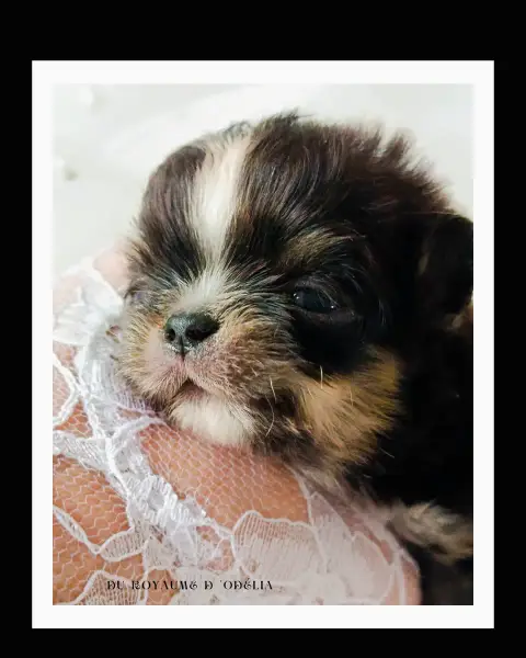Chihuahua photo 2
