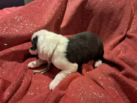 Berger Australien  Bounty Des Montagnes Vosgiennes photo 2