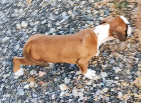Boxer 
                        Brutus Des Felicuncan 697c2 photo 2