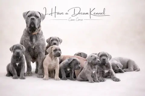 Cane Corso  Chiot N°10 I Have A Dream