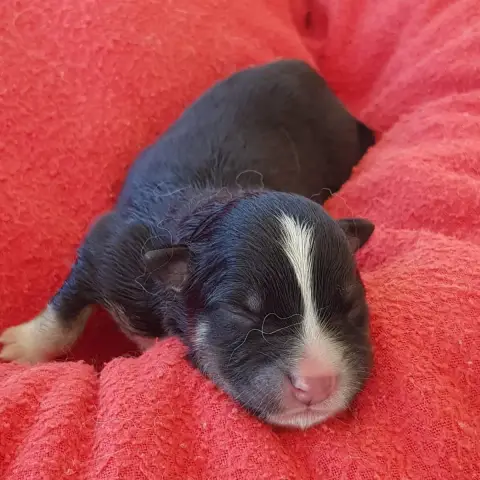 Chien Finnois De Laponie  Chiot 5 Domaine De Merlou e0612