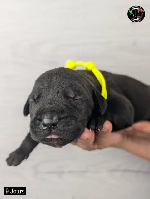 Cane Corso 
                        Collier Jaune Flu 443c6 photo 2