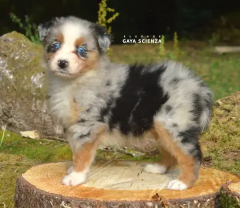 Berger Australien  Chiot N°8 Des Monts De La Gaya Sci 27caf photo 3
