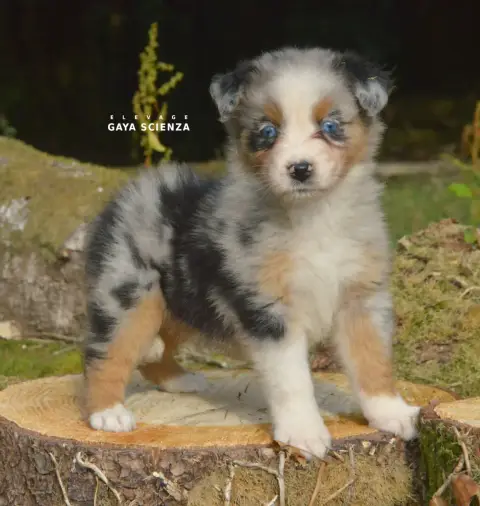 Berger Australien  Chiot N°8 Des Monts De La Gaya Sci 27caf photo 2