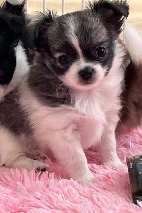 Chihuahua  Baloo D'Isula Cara