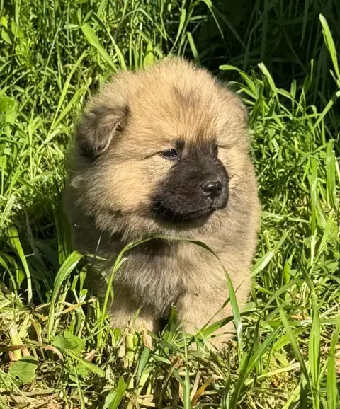Eurasier  Chiot N°3 De Nibele photo 3