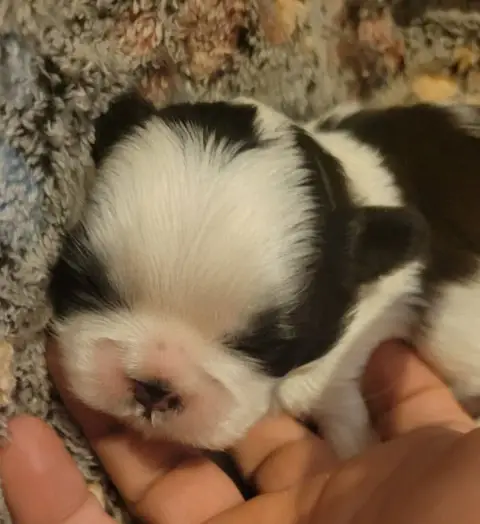 Shih Tzu  Boy 3 De La Vallée Aux Mille Fleurs