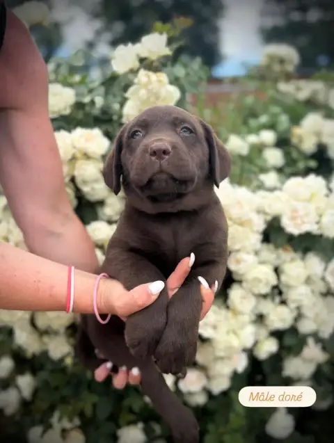 Labrador Retriever  Mâle Doré Du Domaine De Terrut