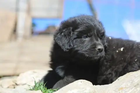 Cane Da Pastore Della Sila  Femelle 2 De La Vallée Du 3f63c