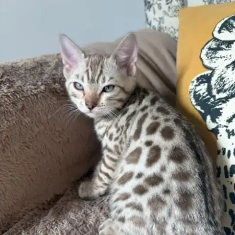 Chatons Bengal À Vendre