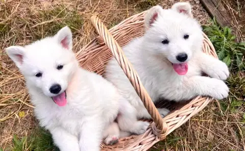 Berger Blanc Suisse  Femelle 2 Of Washita Ahow