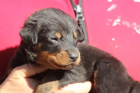 Berger De Beauce  Chiot 5 De Genevayse