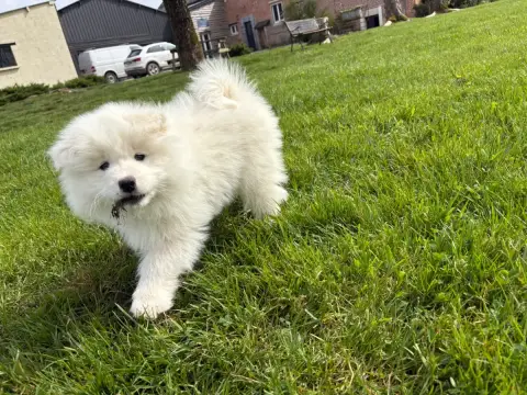 Samoyède  Chiot 4 Domaine De Youtyha photo 2