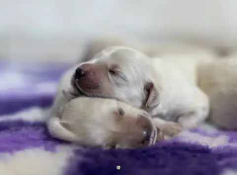 Golden Retriever  Goldheaven Gold Heaven