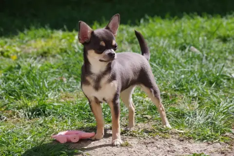 Chihuahua  Arizona Degli Angeli E Demoni