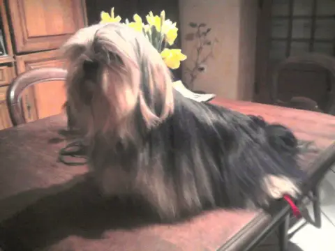 Lhassa Apso  Chiot N°1 Des Contes De Gwelane photo 2
