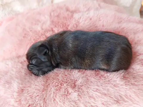 Bouledogue Français  Chiot N°4 De La Lignee Des Clown d3121