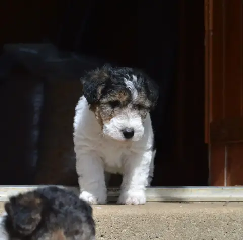 Fox Terrier Poil Dur  Black Clover Du Jardin D'Inuko 2db84 photo 2