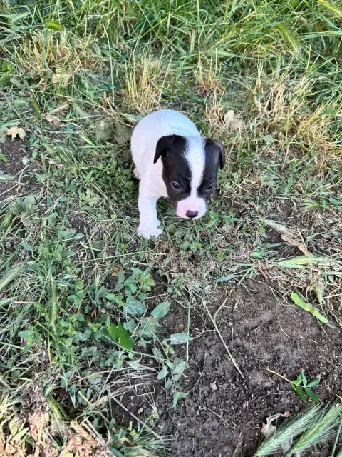 Jack Russell Terrier  Chiot N°1 Of Spirit Mountain photo 2