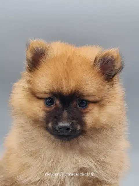 Spitz Allemand  Bibou Du Mont De La Chenaie