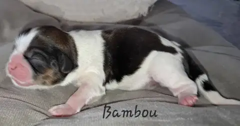 Shih Tzu  Bambou Soclemax photo 2