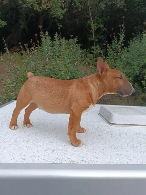 Bull Terrier Miniature  Arma Kingston- photo 3