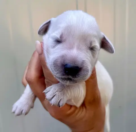 Golden Retriever  Chiot N°2 Du Coeur Des Terres