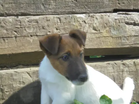 Fox Terrier Poil Lisse  Chiot 2 De La Treviniere
