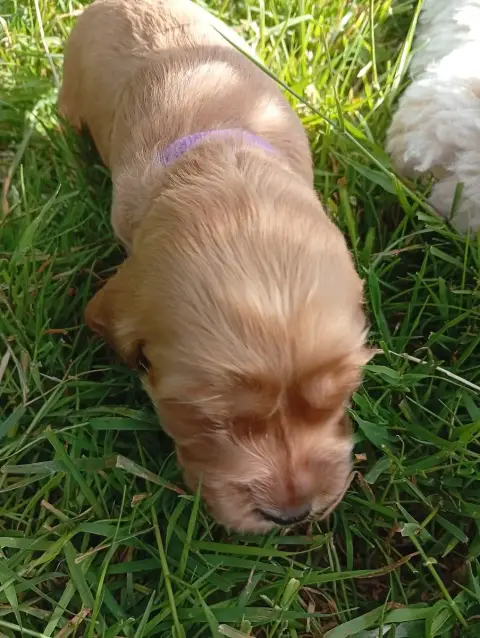 Cocker Spaniel Anglais  Male Collier Mauve Du Tertre  3d275