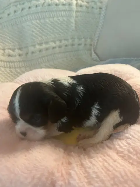 Cavalier King Charles Spaniel  Chiot 2 D'Ysatis photo 2