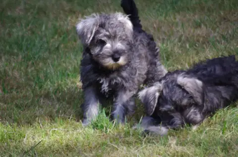Schnauzer Miniature  Boxer A L'Ouest Des Prés De L'Ab b88ae