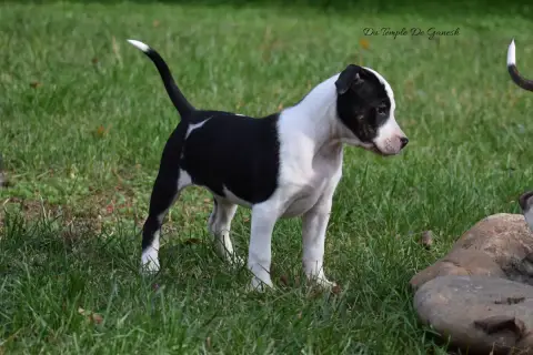 American Staffordshire Terrier  Arya Du Temple De Gan 5bdf5 photo 3