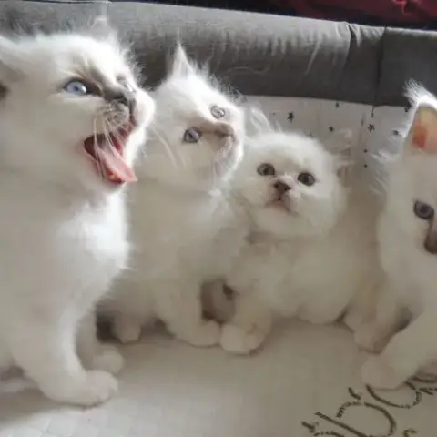 Chatons Sacrés De Birmanie Loof À Réserver