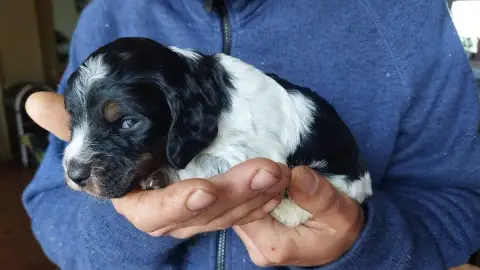 Epagneul Breton  Bouba Des Neiges Du Devez