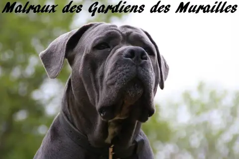 Cane Corso  Chiot N°1 Des Gardiens De Brenne photo 2