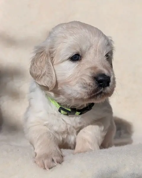 Golden Retriever  Bella De L'Esprit D'Oural photo 2