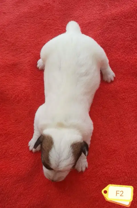 Jack Russell Terrier 
                        B... De 7c637 photo 3