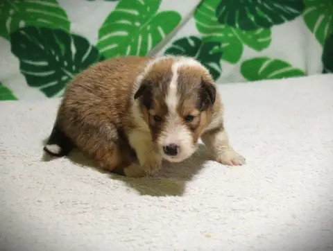 Shetland Sheepdog  Chiot N°1 Des Dames Chanoinesses a3719