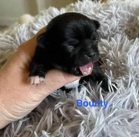 Chihuahua  Bounty Des Rois Du Monde