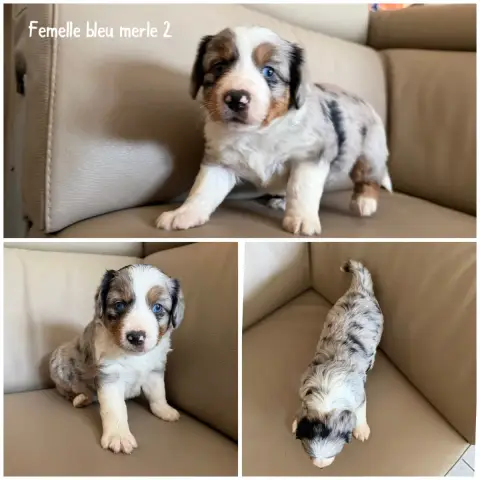 Berger Américain Miniature  Femelle Bleu Merle 2 Des  86bf4