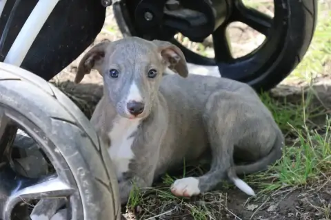 Whippet  Boo Des Brumes De Brocéliande