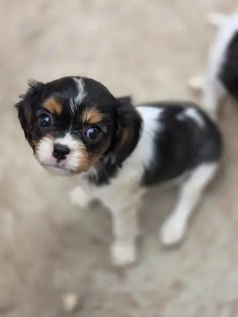 Cavalier King Charles Spaniel  Chiot N°4 Des Deux Che e543f