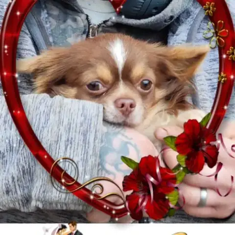 Chihuahua Lof Pour Saillie