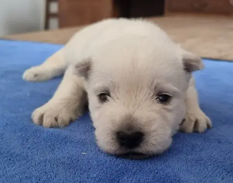 West Highland White Terrier  Chiot N°1 Des Hirondelle 19877 photo 3